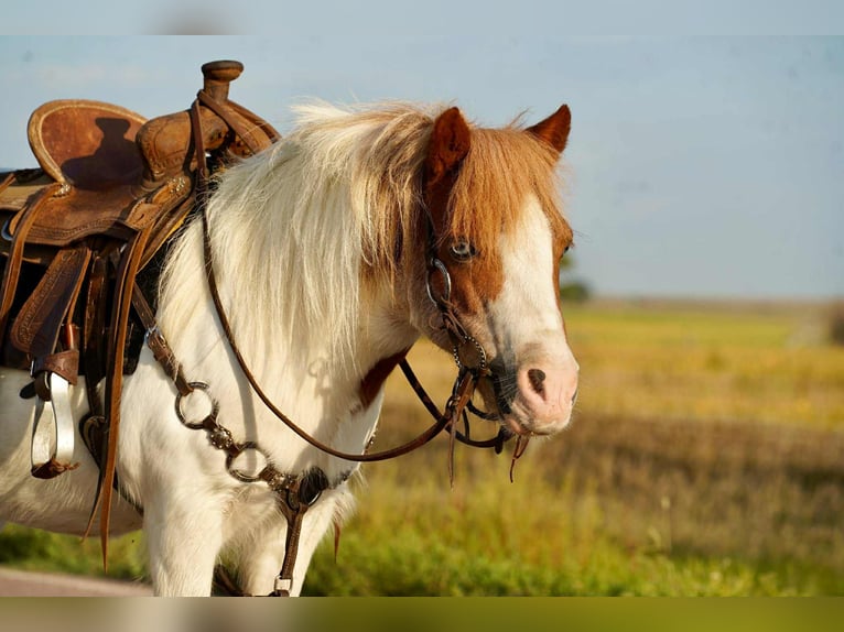 Meer ponys/kleine paarden Ruin 13 Jaar 102 cm Gevlekt-paard in Corsica