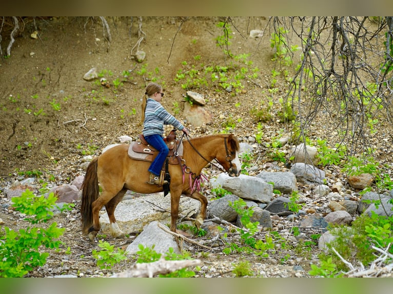 Meer ponys/kleine paarden Ruin 13 Jaar 102 cm Red Dun in Brandon
