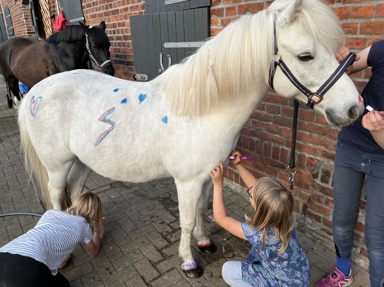 Meer ponys/kleine paarden Ruin 13 Jaar 122 cm Schimmel in Elbe-Parey
