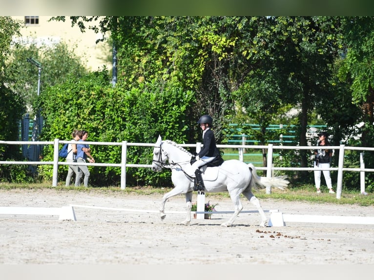 Meer ponys/kleine paarden Ruin 13 Jaar 137 cm Schimmel in Cividale del Friuli