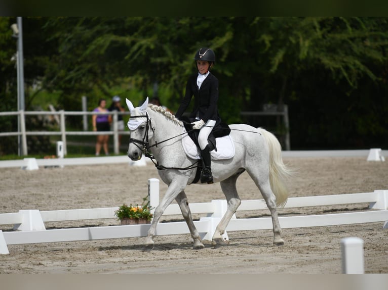 Meer ponys/kleine paarden Ruin 13 Jaar 137 cm Schimmel in Cividale del Friuli
