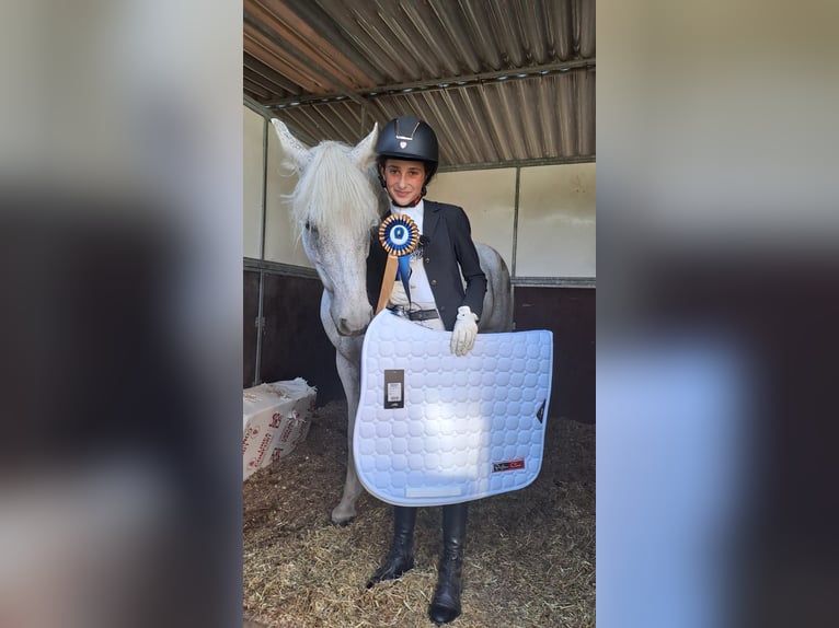Meer ponys/kleine paarden Ruin 13 Jaar 137 cm Schimmel in Cividale del Friuli