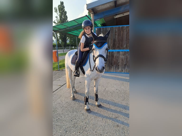 Meer ponys/kleine paarden Ruin 13 Jaar 137 cm Schimmel in Cividale del Friuli