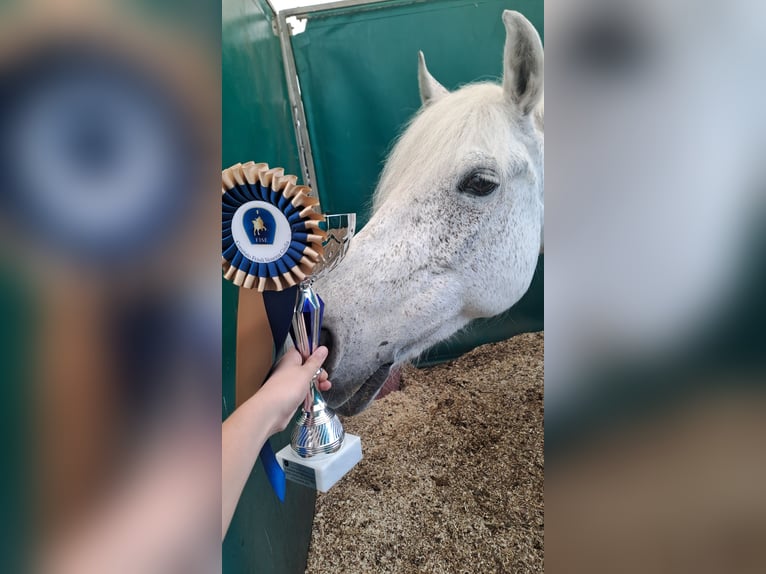 Meer ponys/kleine paarden Ruin 13 Jaar 137 cm Schimmel in Cividale del Friuli