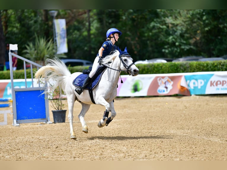 Meer ponys/kleine paarden Ruin 13 Jaar 137 cm Schimmel in Cividale del Friuli