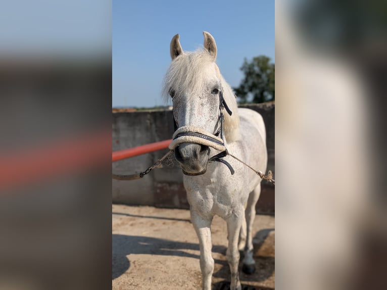 Meer ponys/kleine paarden Ruin 13 Jaar 137 cm Schimmel in Cividale del Friuli