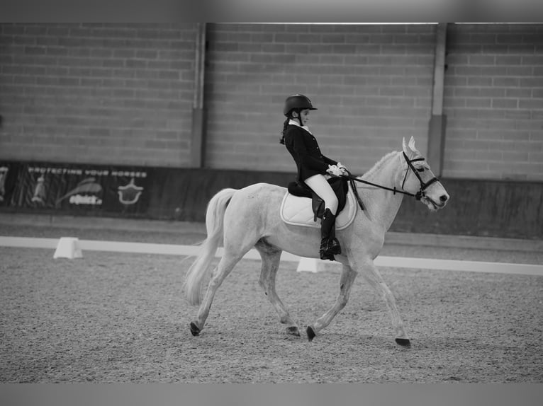 Meer ponys/kleine paarden Ruin 13 Jaar 137 cm Schimmel in Cividale del Friuli
