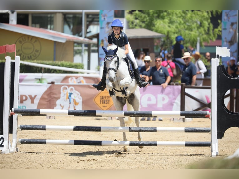 Meer ponys/kleine paarden Ruin 13 Jaar 137 cm Schimmel in Cividale del Friuli