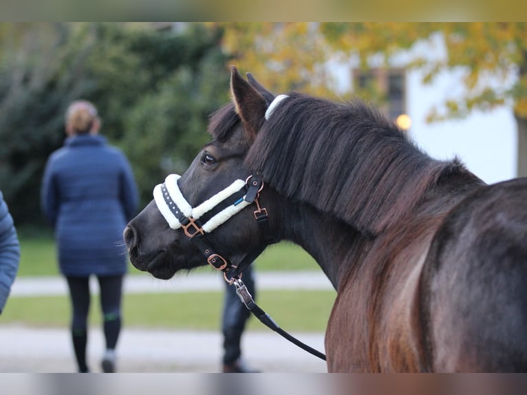 Meer ponys/kleine paarden Mix Ruin 13 Jaar 137 cm Zwartbruin in Napplach