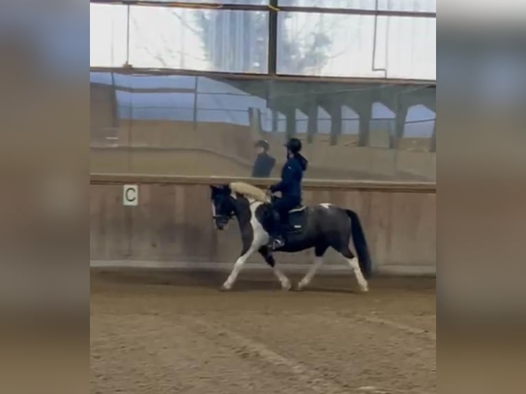 Meer ponys/kleine paarden Ruin 13 Jaar 138 cm Gevlekt-paard in Borod