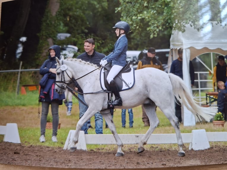 Meer ponys/kleine paarden Ruin 13 Jaar 140 cm Schimmel in Wittingen