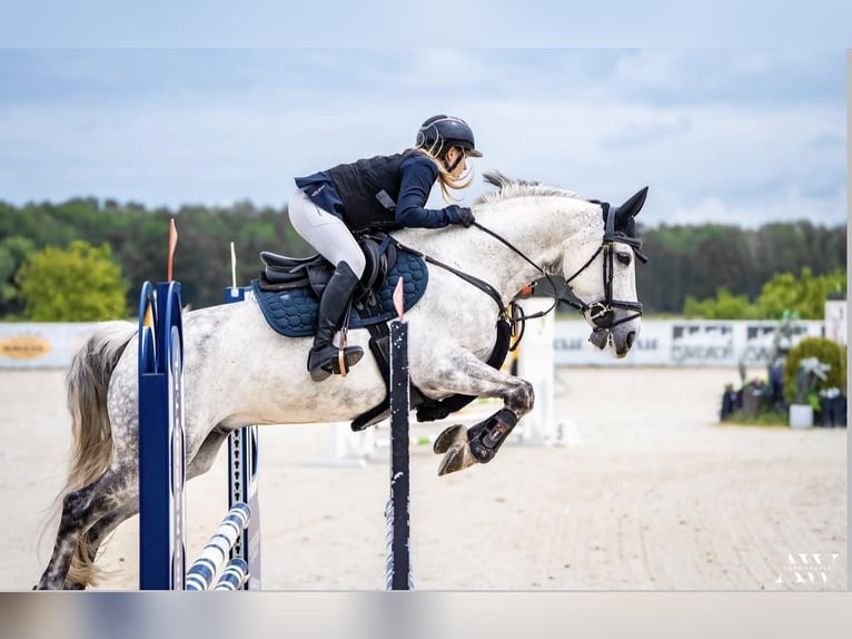 Meer ponys/kleine paarden Ruin 13 Jaar 146 cm Schimmel in Mińsk Mazowiecki
