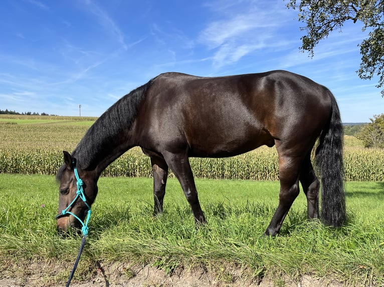 Meer ponys/kleine paarden Ruin 13 Jaar 147 cm Zwartbruin in Sachsenheim