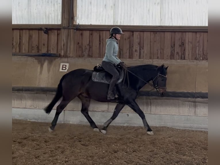 Meer ponys/kleine paarden Ruin 13 Jaar 147 cm Zwartbruin in Sachsenheim