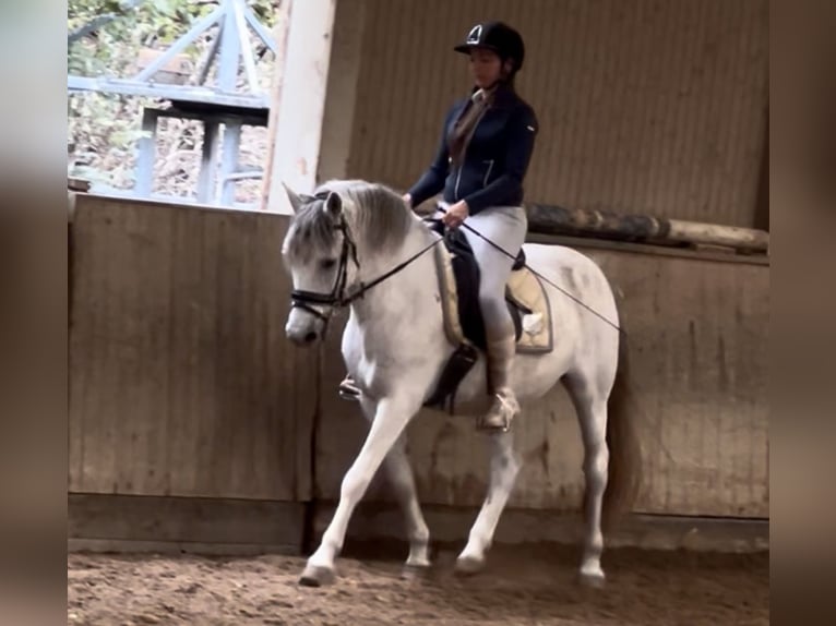 Meer ponys/kleine paarden Ruin 13 Jaar 148 cm Appelschimmel in Wien, Leopoldstadt