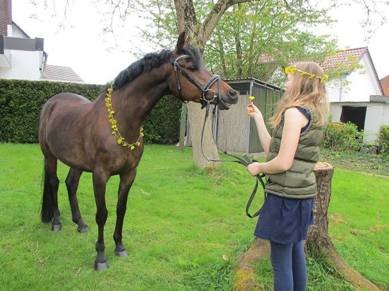 Meer ponys/kleine paarden Mix Ruin 13 Jaar 148 cm Donkerbruin in Bielefeld