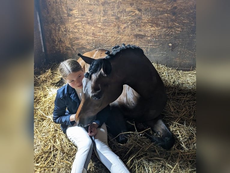 Meer ponys/kleine paarden Mix Ruin 13 Jaar 148 cm Donkerbruin in Bielefeld