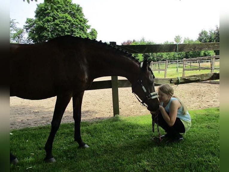Meer ponys/kleine paarden Mix Ruin 13 Jaar 148 cm Donkerbruin in Bielefeld