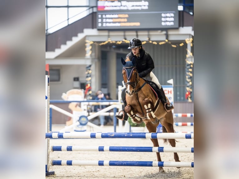 Meer ponys/kleine paarden Ruin 13 Jaar 149 cm Vos in Gorzów Wielkopolski