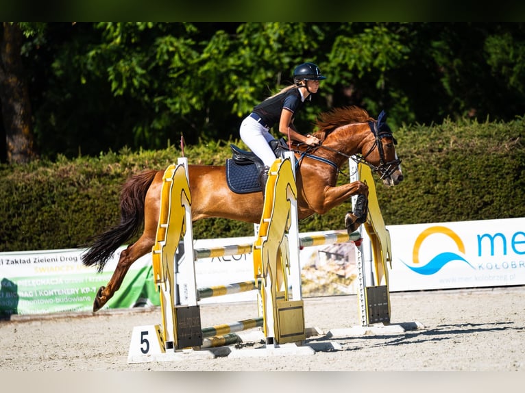 Meer ponys/kleine paarden Ruin 13 Jaar 149 cm Vos in Gorzów Wielkopolski