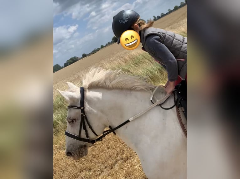 Meer ponys/kleine paarden Mix Ruin 13 Jaar 150 cm Schimmel in Hilgermissen