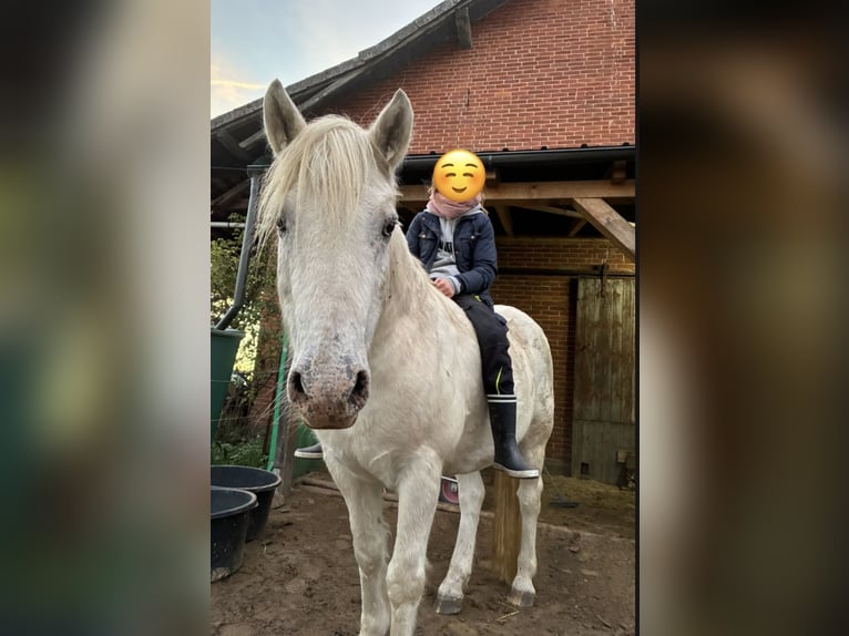 Meer ponys/kleine paarden Mix Ruin 13 Jaar 150 cm Schimmel in Hilgermissen