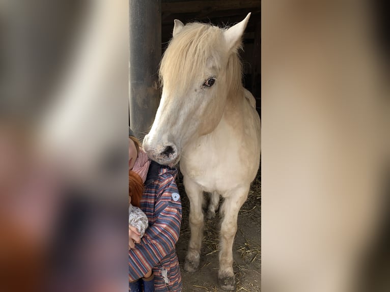 Meer ponys/kleine paarden Mix Ruin 13 Jaar 150 cm Schimmel in Hilgermissen