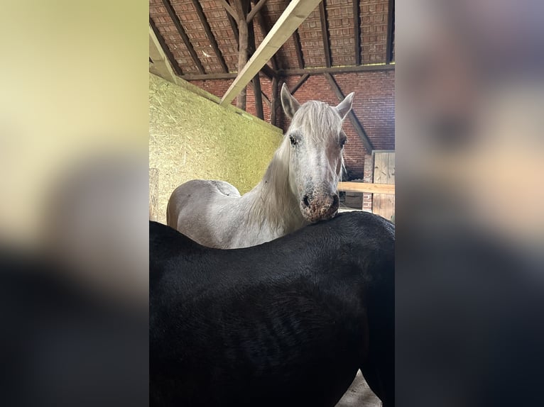 Meer ponys/kleine paarden Mix Ruin 13 Jaar 150 cm Schimmel in Hilgermissen