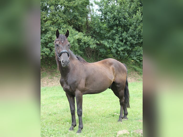 Meer ponys/kleine paarden Ruin 13 Jaar 152 cm Zwart in Graben