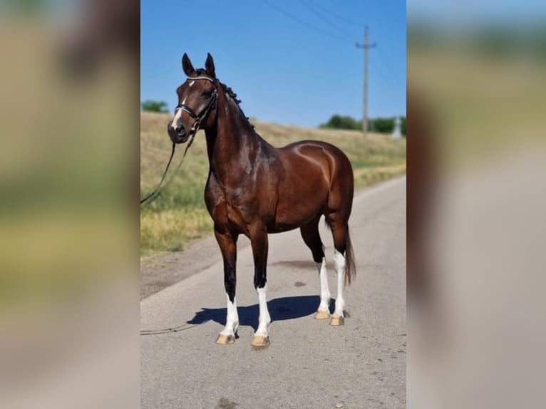 Meer ponys/kleine paarden Ruin 13 Jaar 155 cm Bruin in Gyula