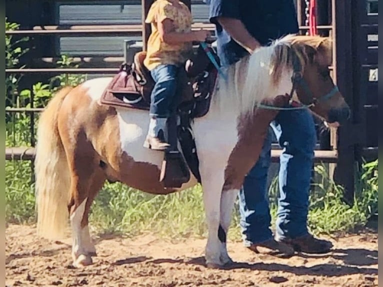 Meer ponys/kleine paarden Ruin 13 Jaar 91 cm Gevlekt-paard in Cisco