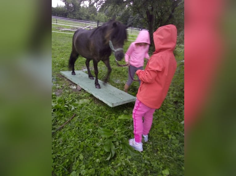 Meer ponys/kleine paarden Ruin 14 Jaar 105 cm Bruin in Frohsdorf