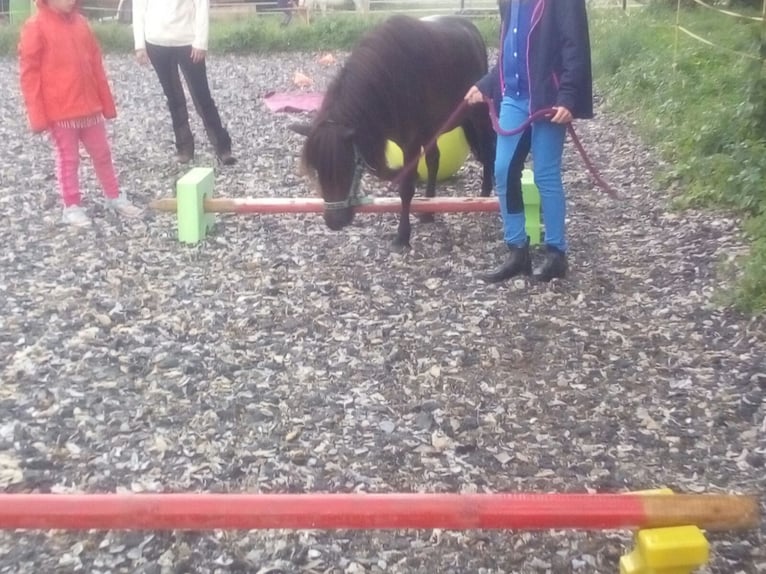 Meer ponys/kleine paarden Ruin 14 Jaar 105 cm Bruin in Frohsdorf