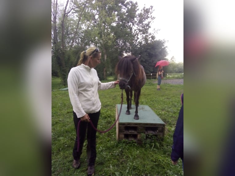 Meer ponys/kleine paarden Ruin 14 Jaar 105 cm Bruin in Frohsdorf