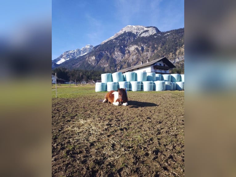 Meer ponys/kleine paarden Ruin 14 Jaar 117 cm Gevlekt-paard in Münster