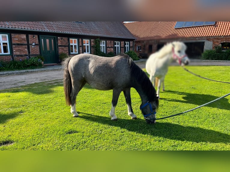 Meer ponys/kleine paarden Ruin 14 Jaar 120 cm Blauwschimmel in Plattenburg