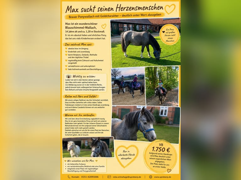 Meer ponys/kleine paarden Ruin 14 Jaar 120 cm Blauwschimmel in Plattenburg