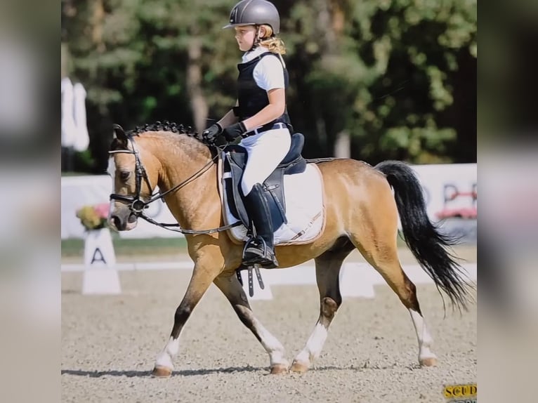 Meer ponys/kleine paarden Ruin 14 Jaar 120 cm in Cambiago