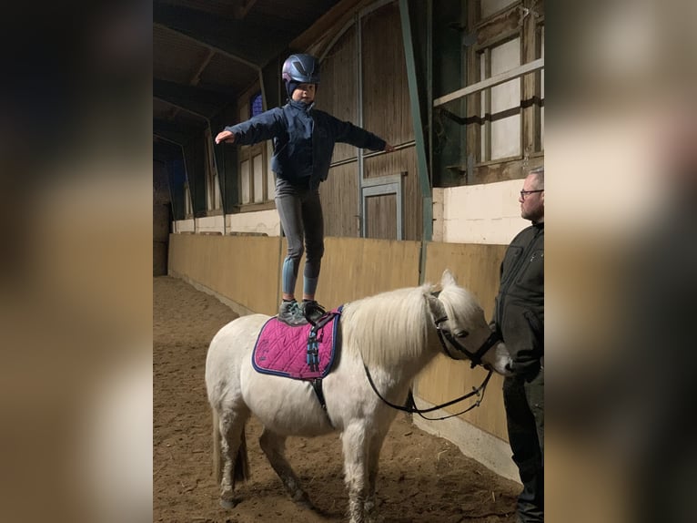 Meer ponys/kleine paarden Ruin 14 Jaar 122 cm Schimmel in Elbe-Parey