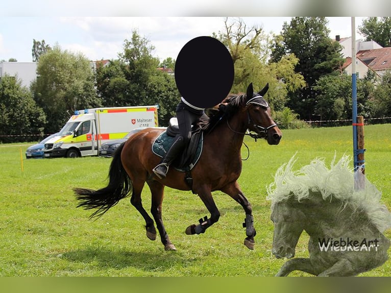 Meer ponys/kleine paarden Ruin 14 Jaar 142 cm Bruin in Erharting