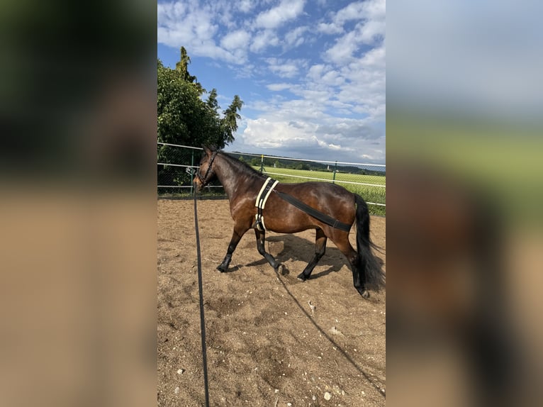 Meer ponys/kleine paarden Ruin 14 Jaar 142 cm Bruin in Erharting