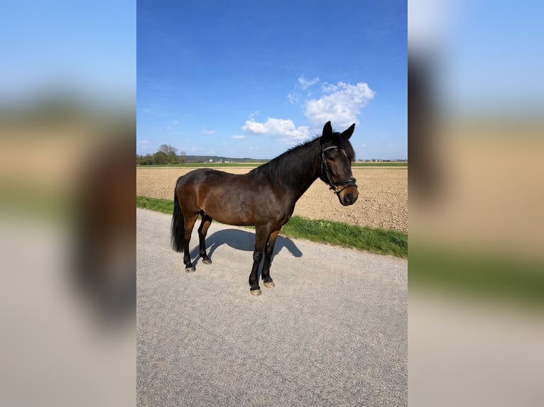 Meer ponys/kleine paarden Ruin 14 Jaar 142 cm Bruin in Erharting