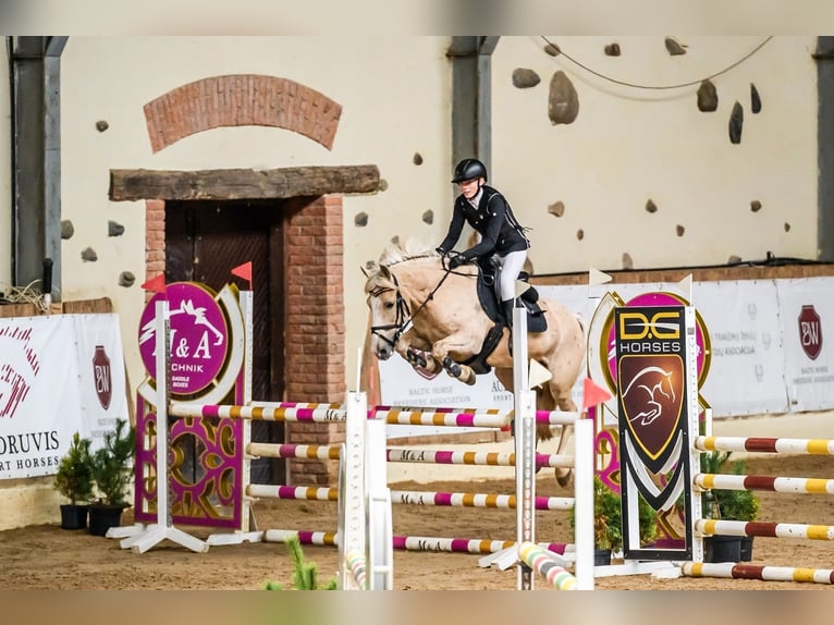 Meer ponys/kleine paarden Mix Ruin 14 Jaar 146 cm Palomino in Tallinn