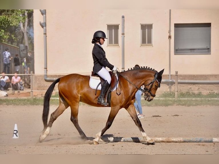 Meer ponys/kleine paarden Ruin 14 Jaar 149 cm Bruin in Sabadell