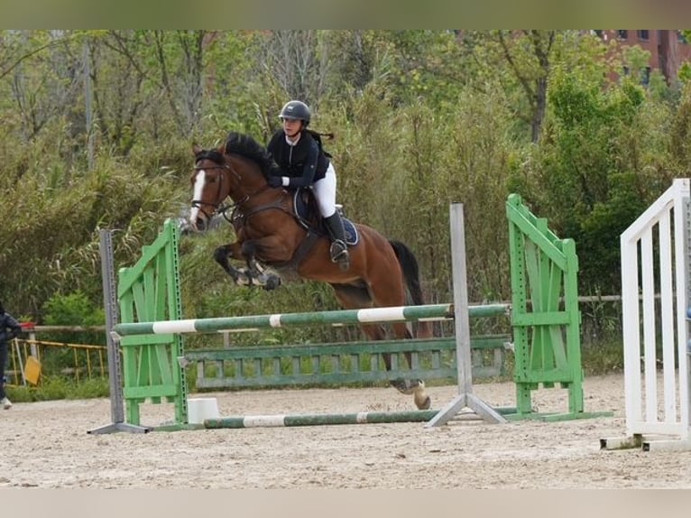 Meer ponys/kleine paarden Ruin 14 Jaar 149 cm Bruin in Sabadell