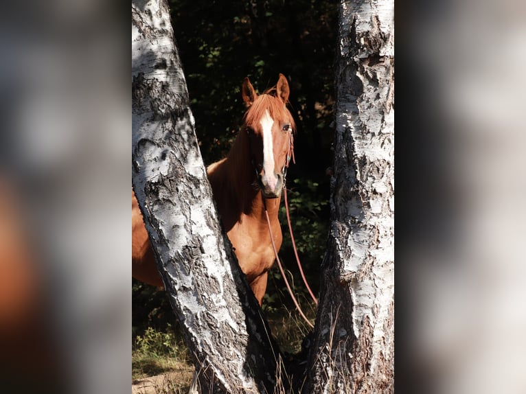 Meer ponys/kleine paarden Ruin 14 Jaar 154 cm Vos in Freiberg