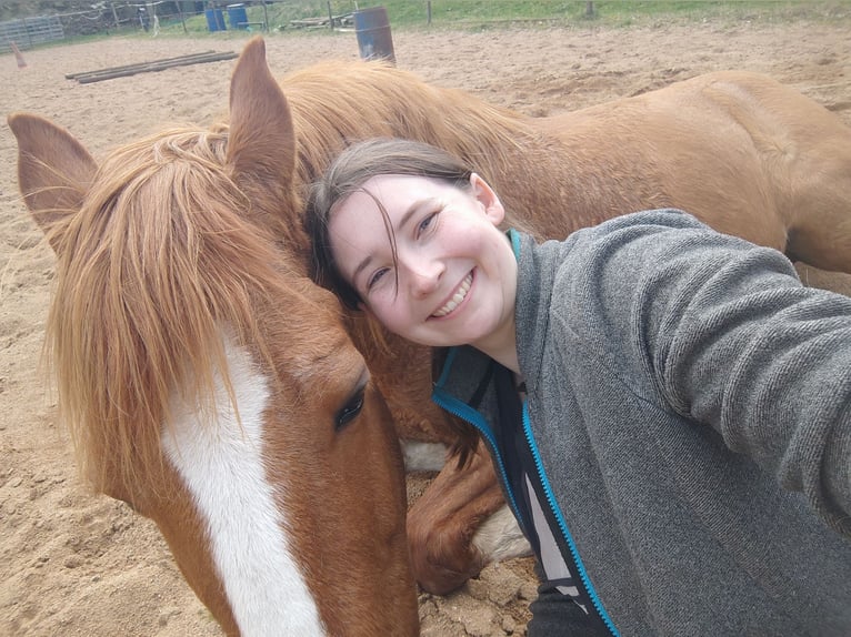 Meer ponys/kleine paarden Ruin 14 Jaar 154 cm Vos in Freiberg