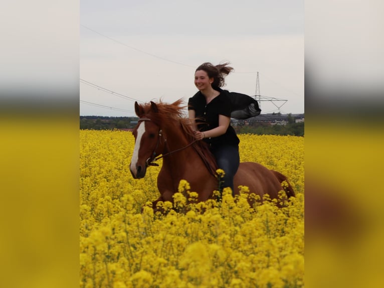 Meer ponys/kleine paarden Ruin 14 Jaar 154 cm Vos in Freiberg