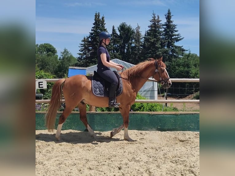 Meer ponys/kleine paarden Ruin 14 Jaar 154 cm Vos in Freiberg