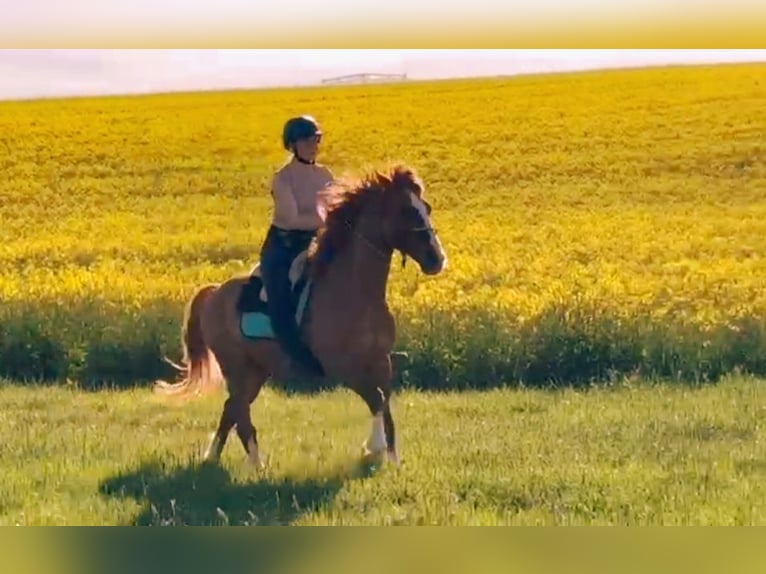 Meer ponys/kleine paarden Ruin 14 Jaar 154 cm Vos in Freiberg